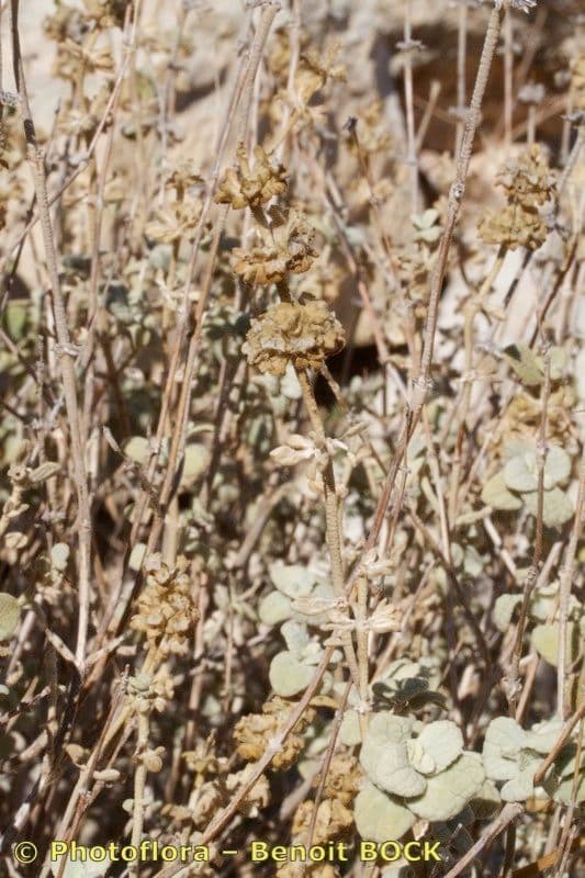 Phlomis lanata 8