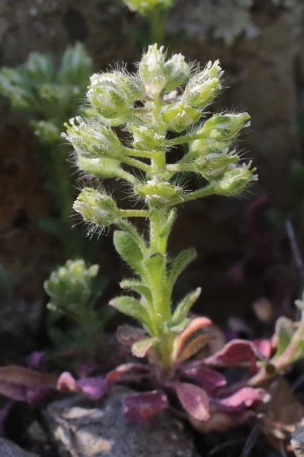 Alyssum minutum 8