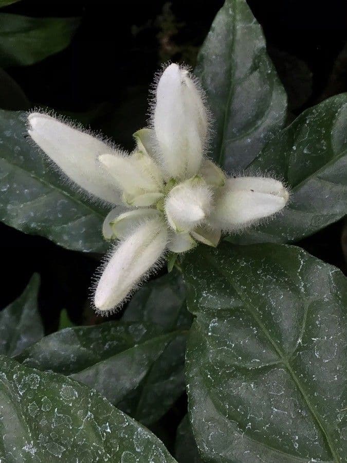 Whitfieldia