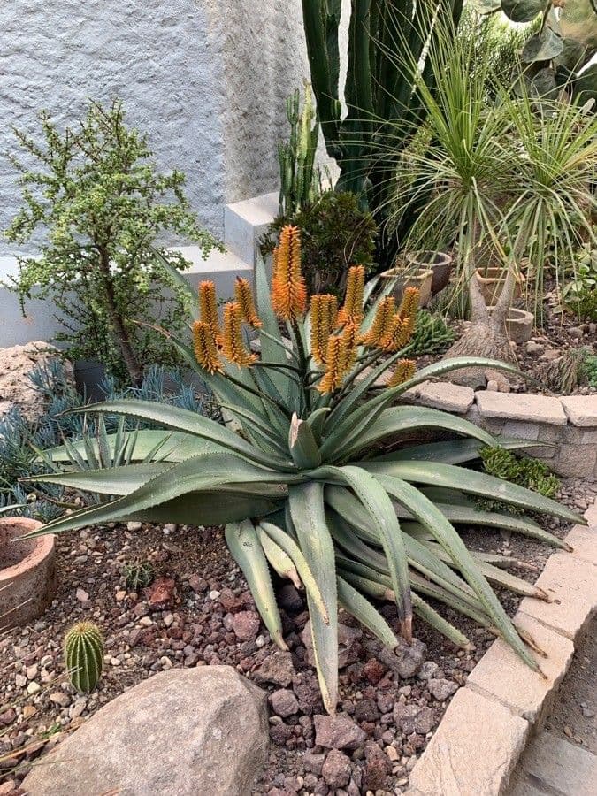 Aloe 5