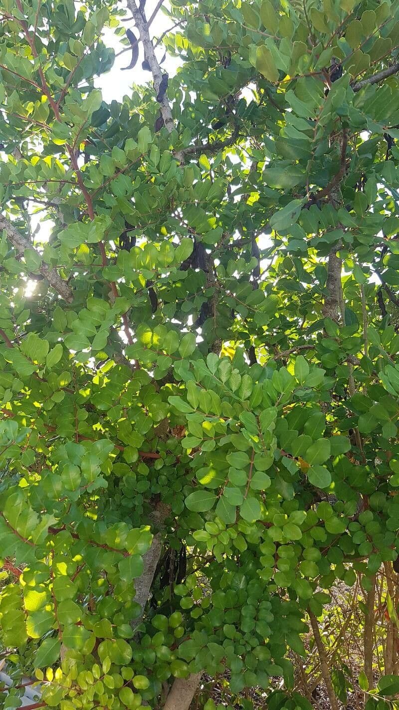 Entada phaseoloides 14