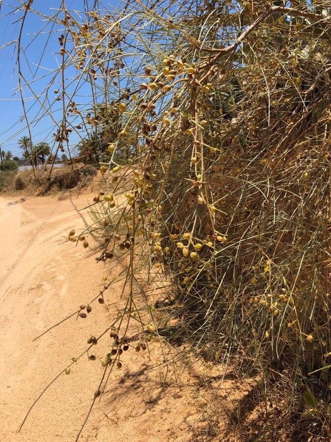 Rhamnus 4