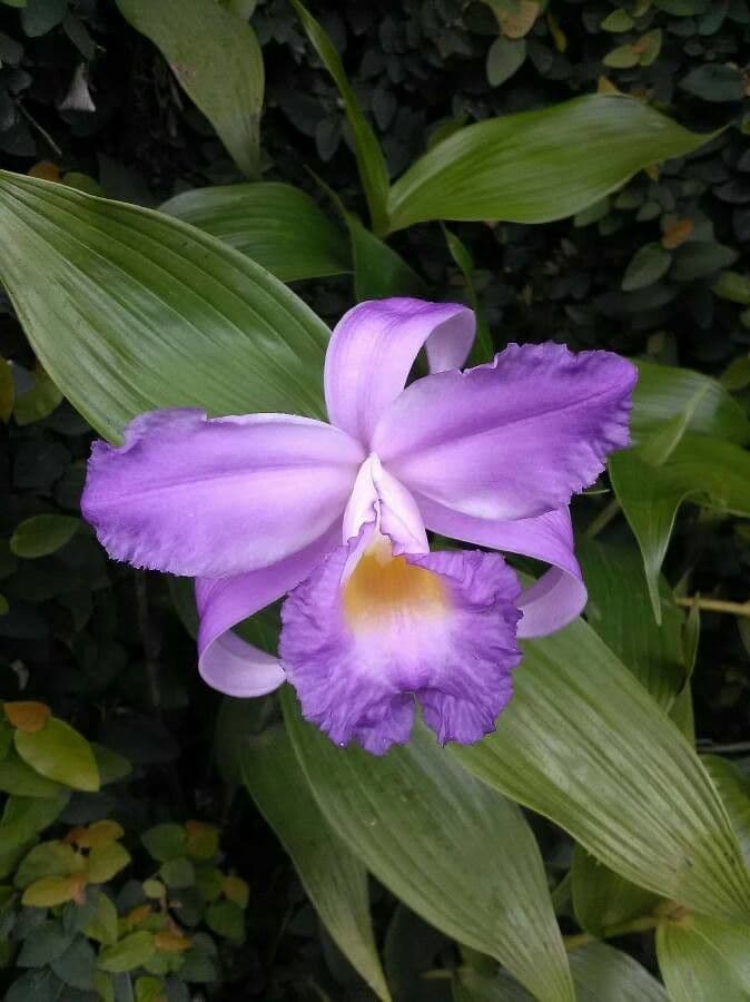Sobralia 3