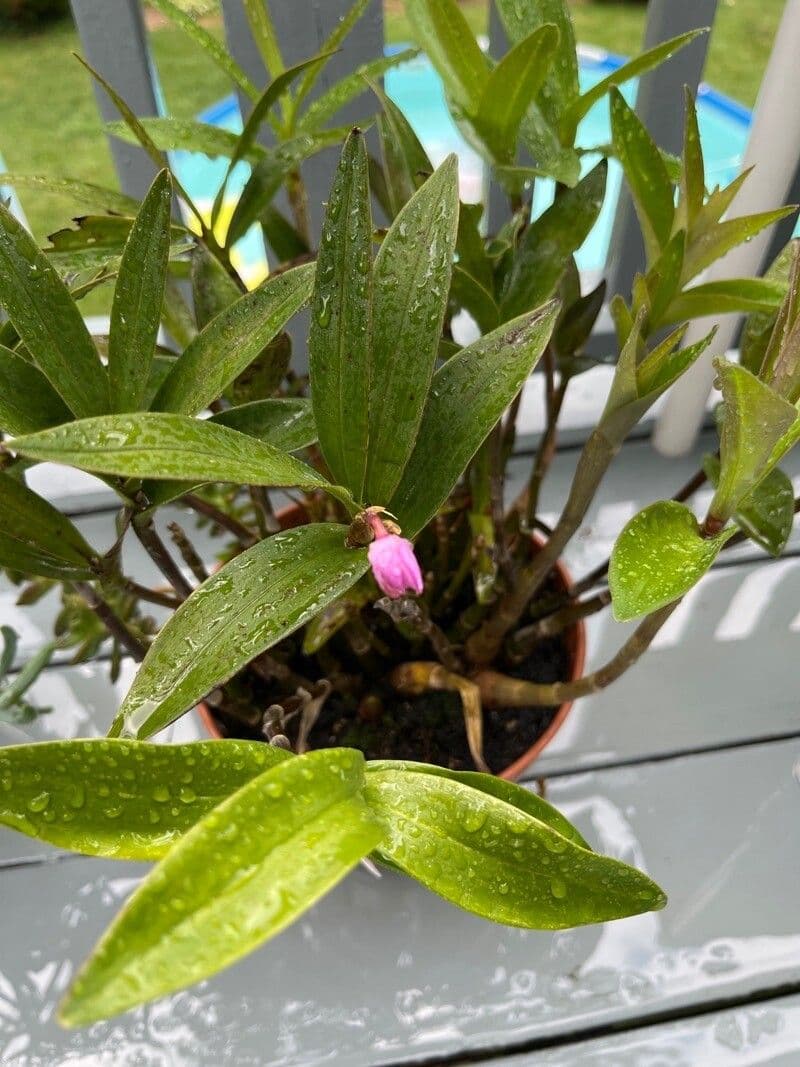 Dendrobium 11