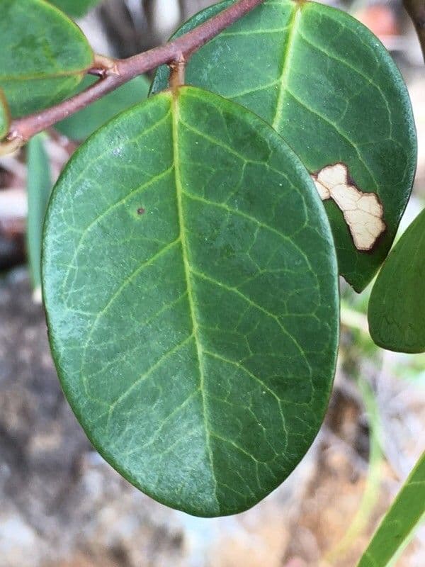 Phyllanthus 6