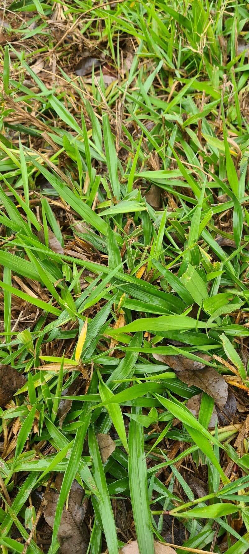 Axonopus compressus 4