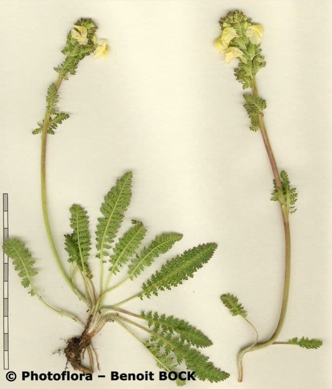 Pedicularis tuberosa 24