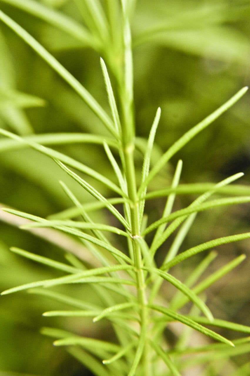 Asclepias verticillata 21