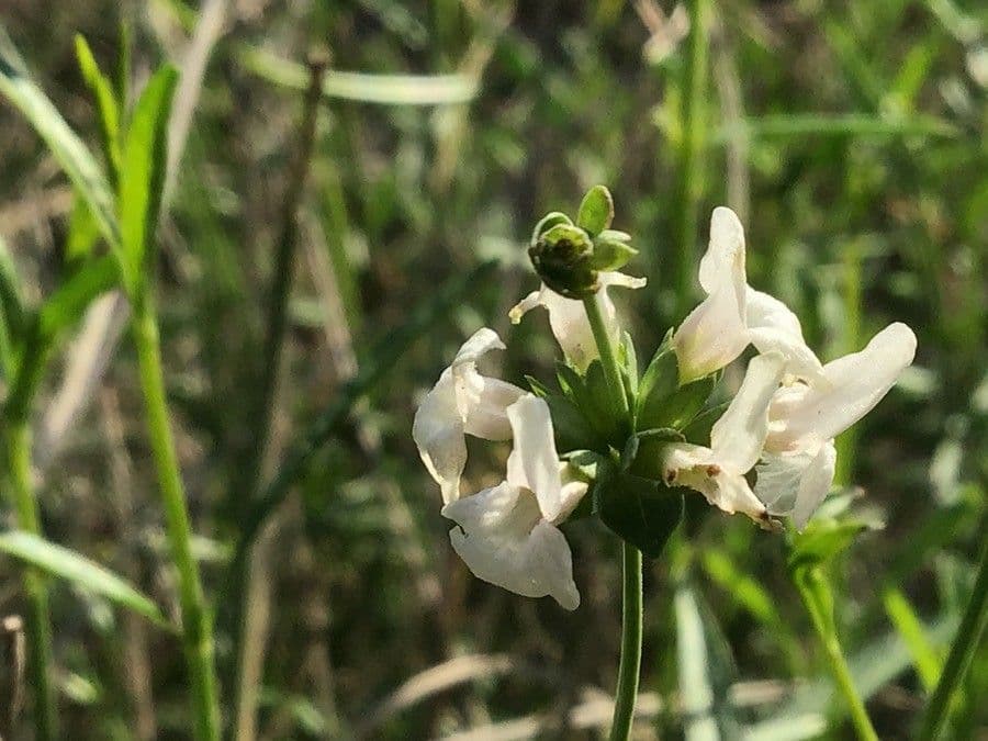 Sideritis 3