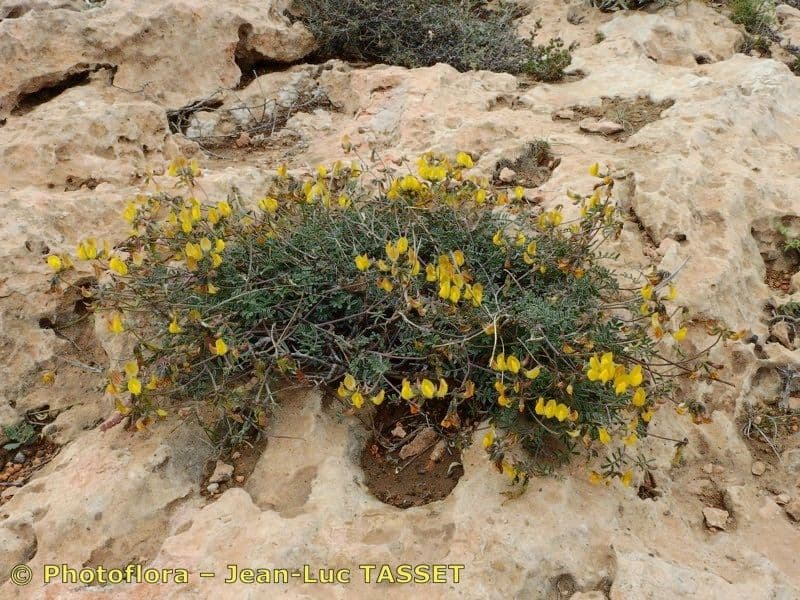 Hippocrepis 10