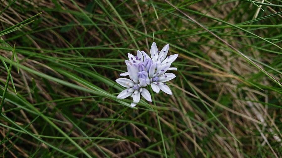 Scilla vernale 3