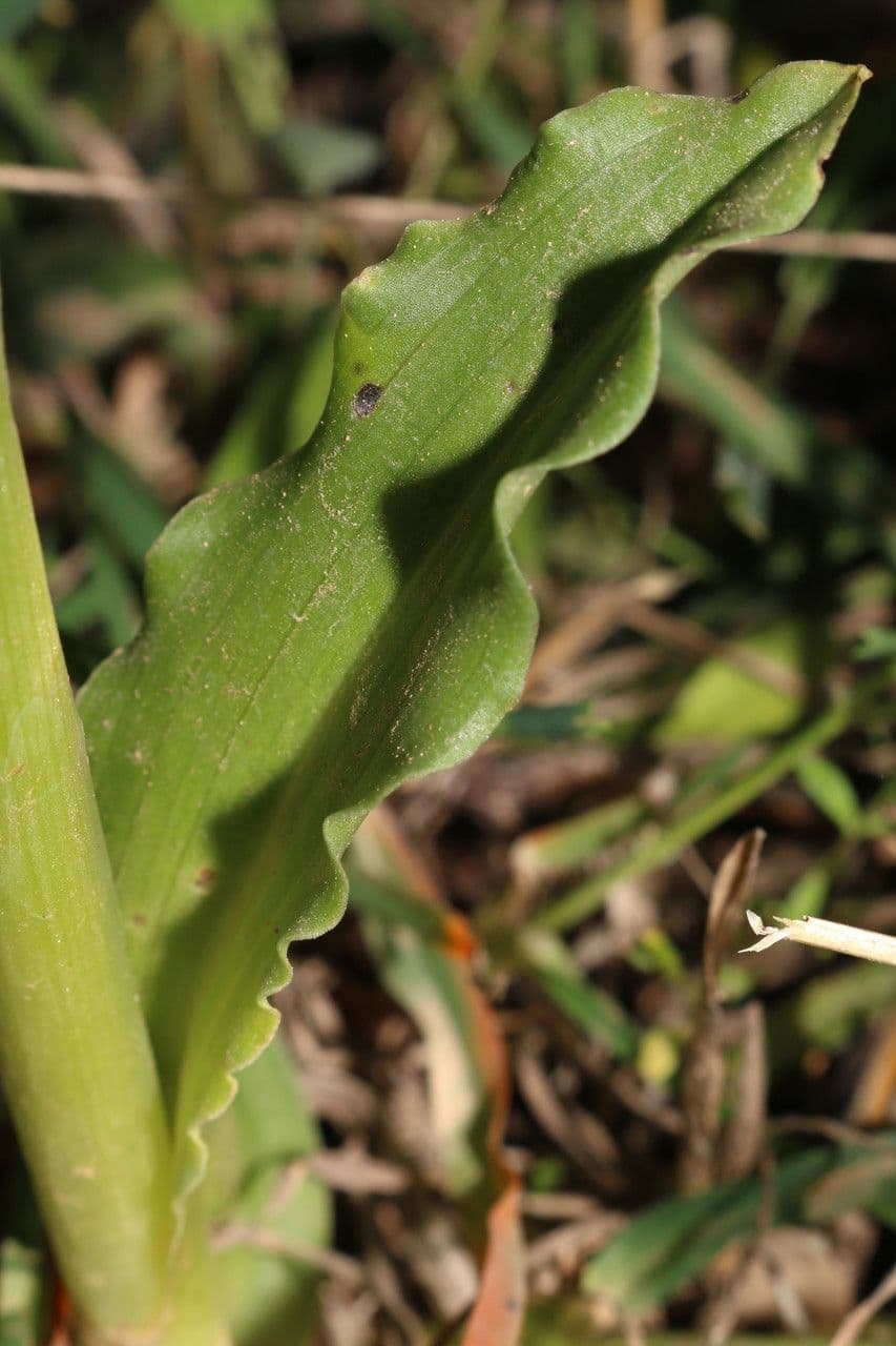 Orchide Uomo Nudo 14