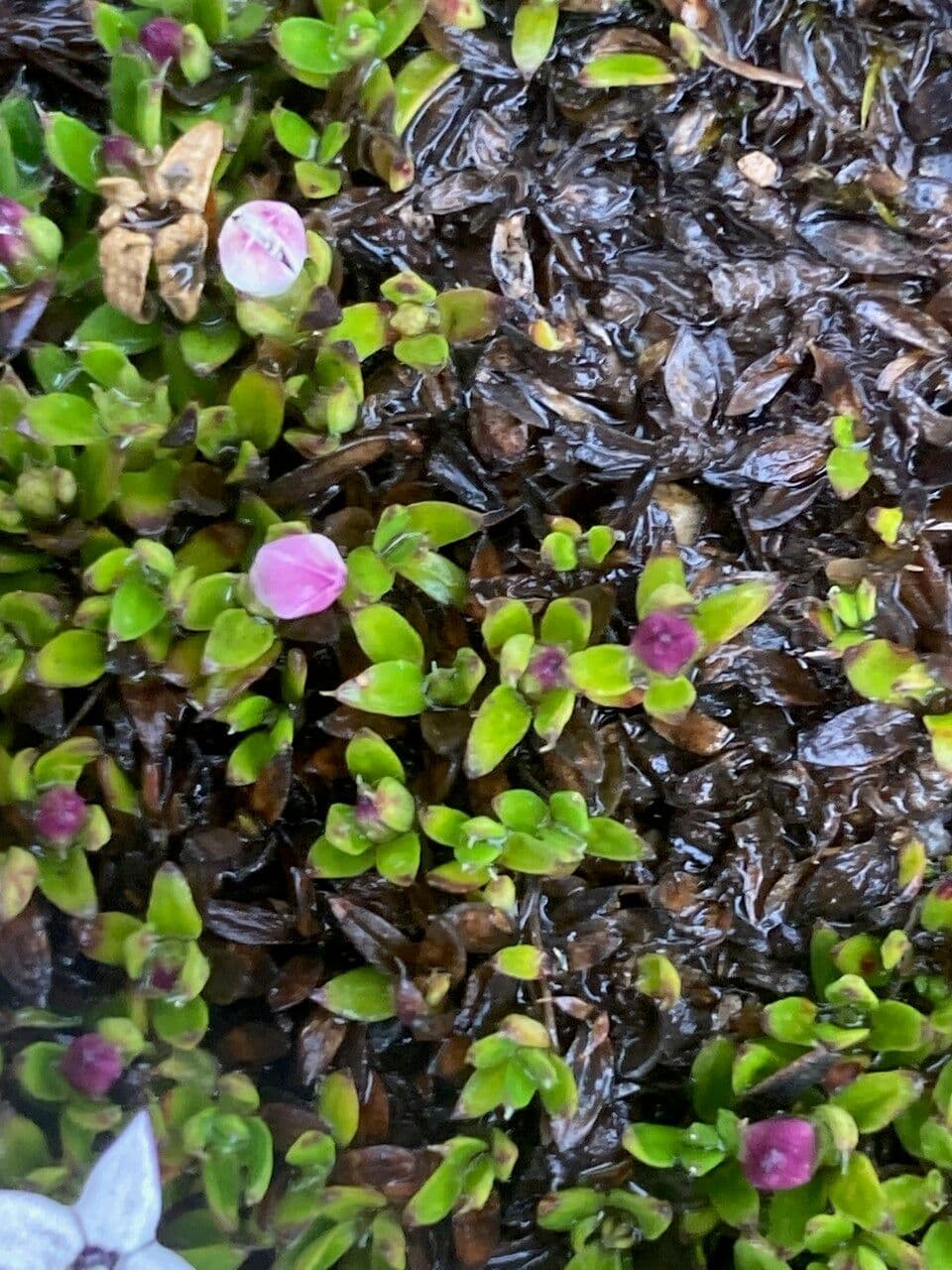Arcytophyllum muticum 9
