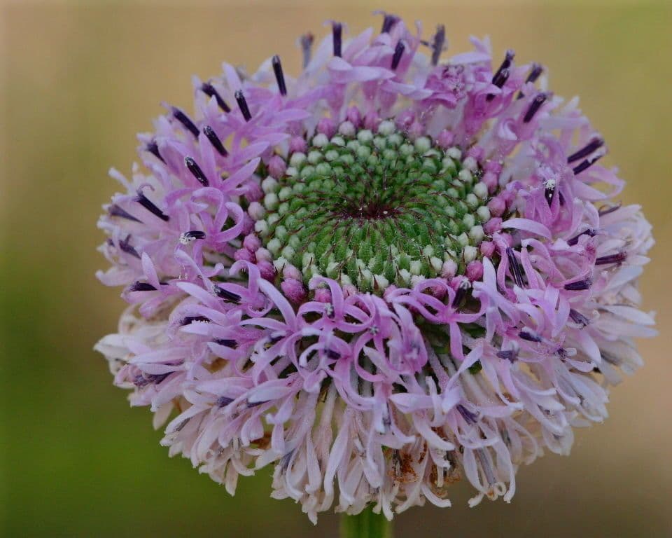 Marshallia 2
