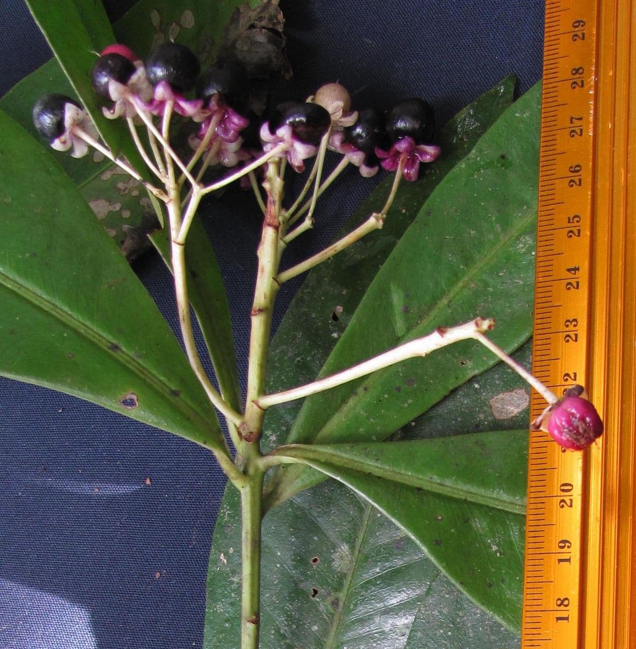 Ardisia 20