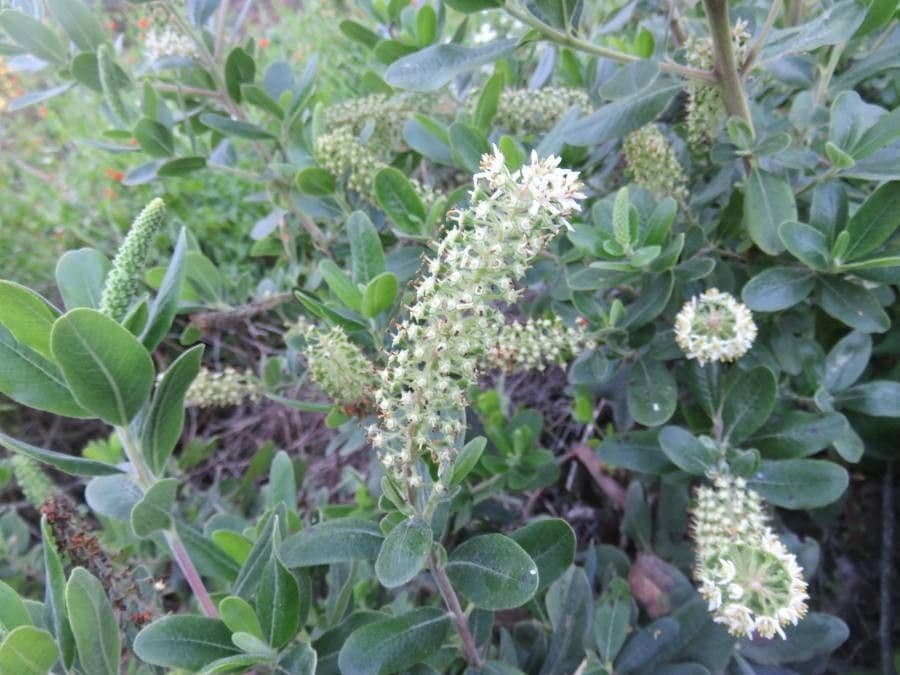 Escallonia 3