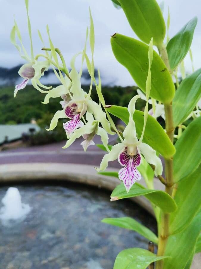 Orchidea antilope verde 3