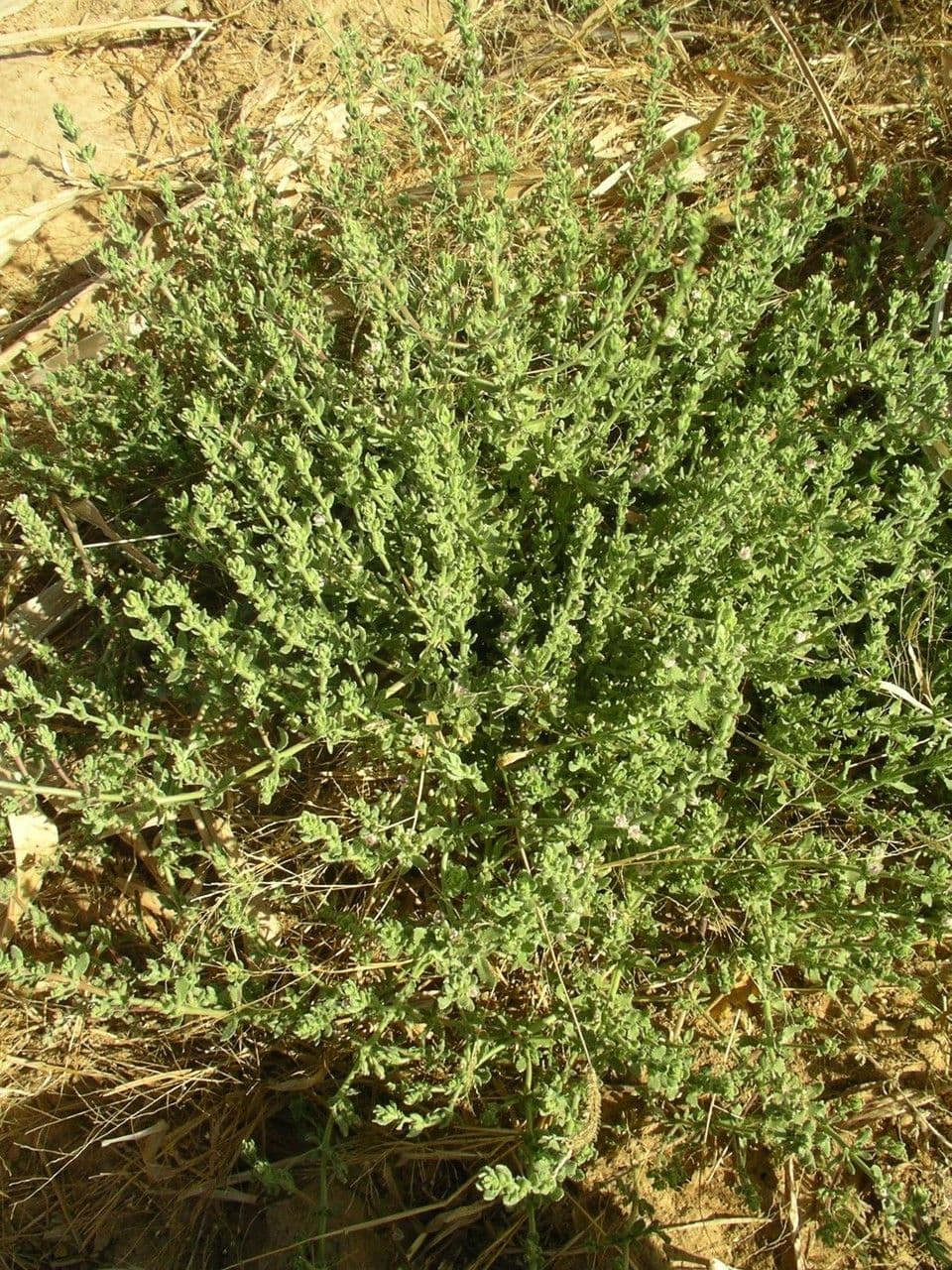 Bergia 3
