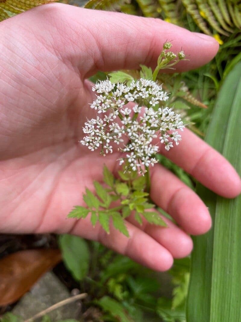 Oenanthe de Java 2