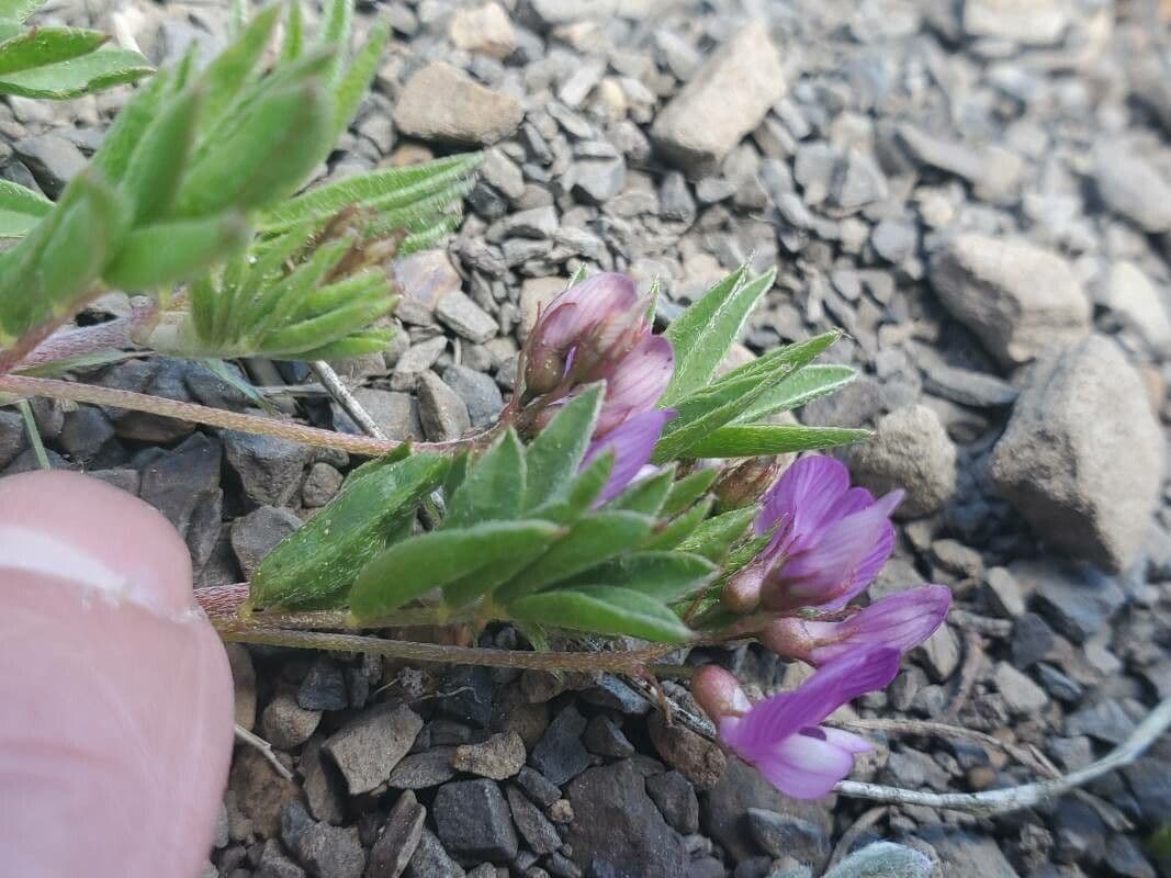 Astragalus 11