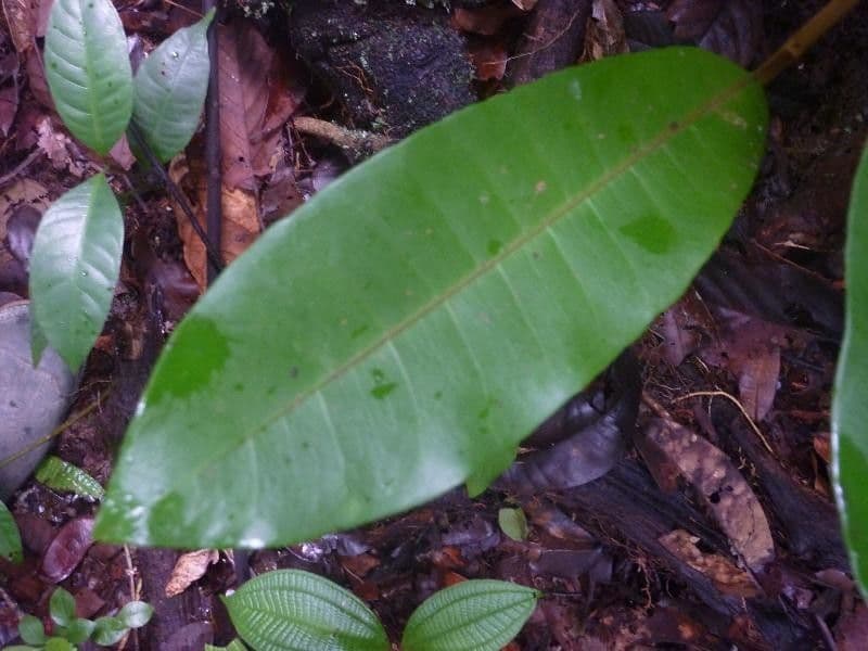 Pouteria 3