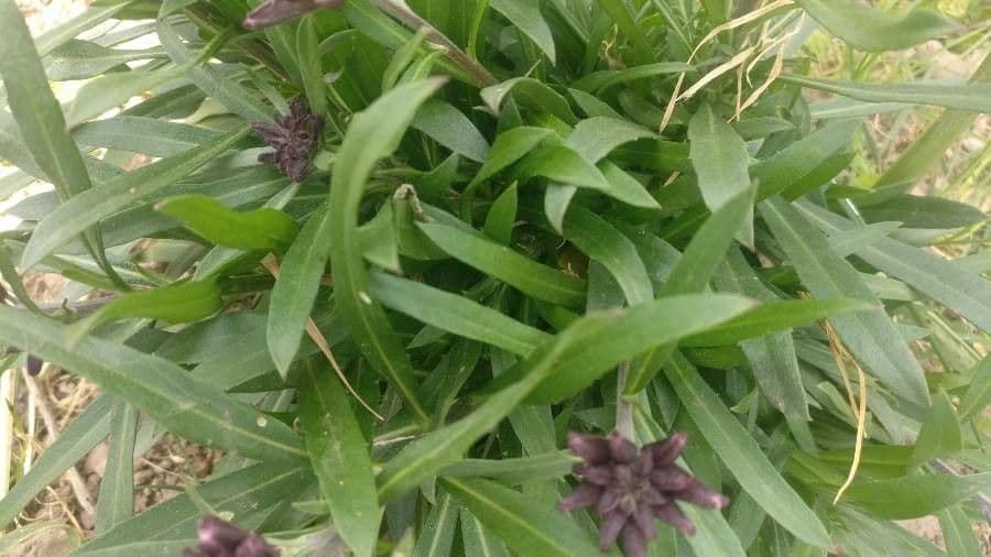 Erysimum 14