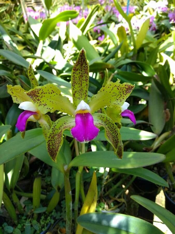 Cattleya