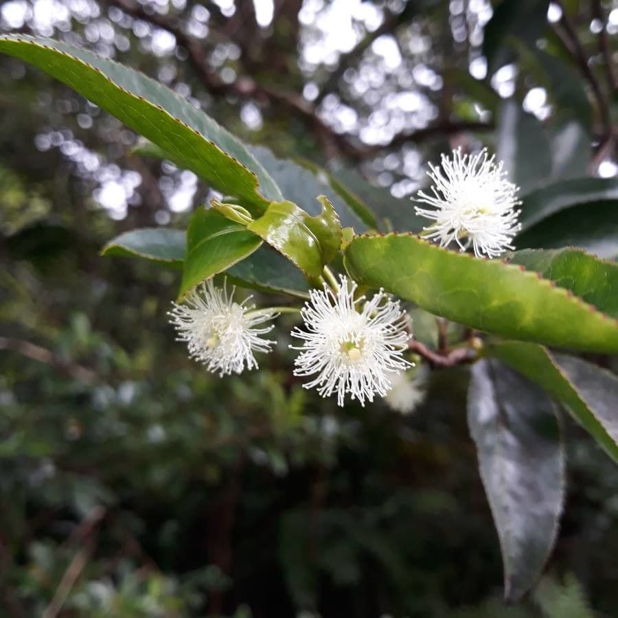 Aphloia theiformis 8