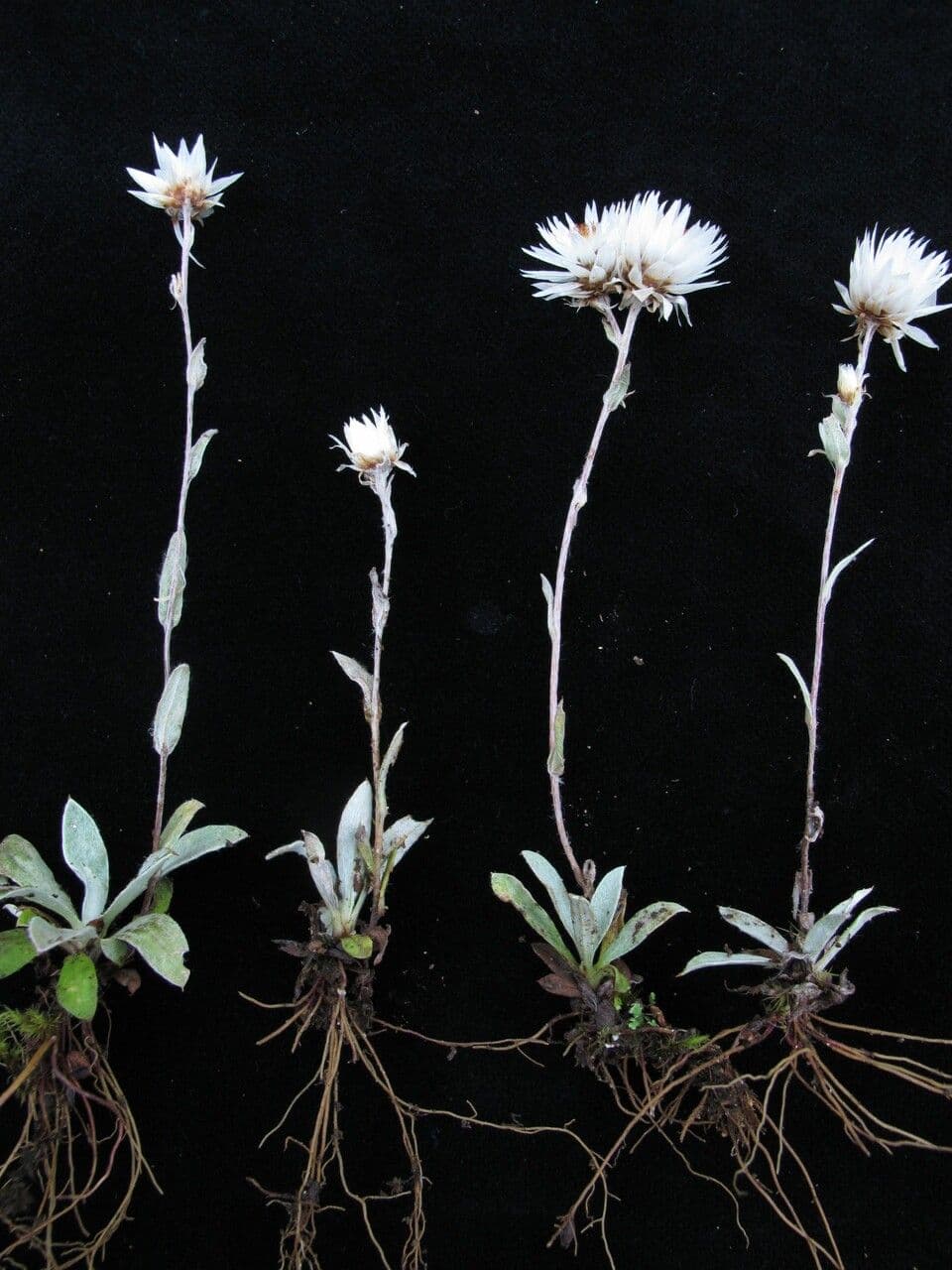Anaphalioides 9