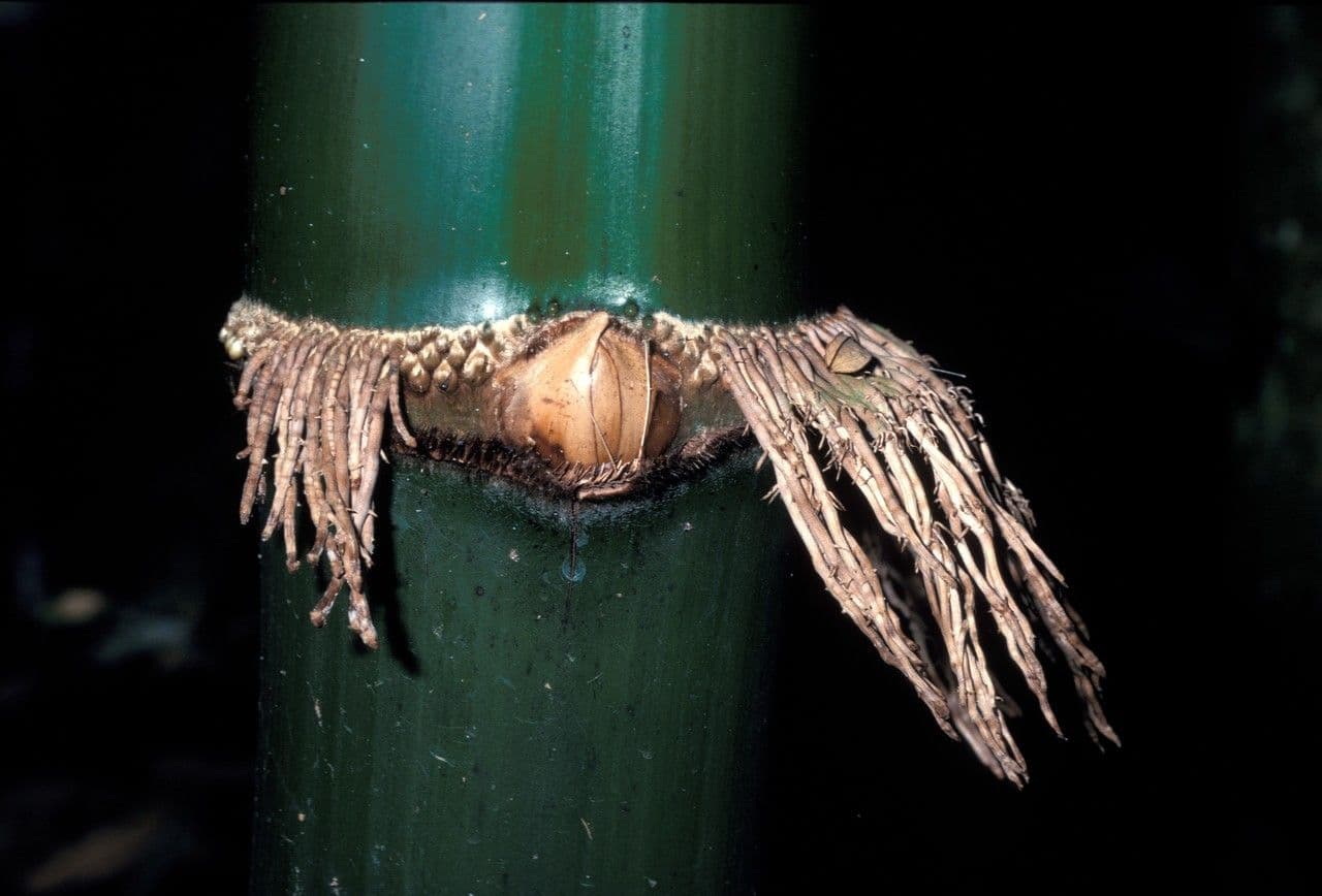 Erba tigre 20