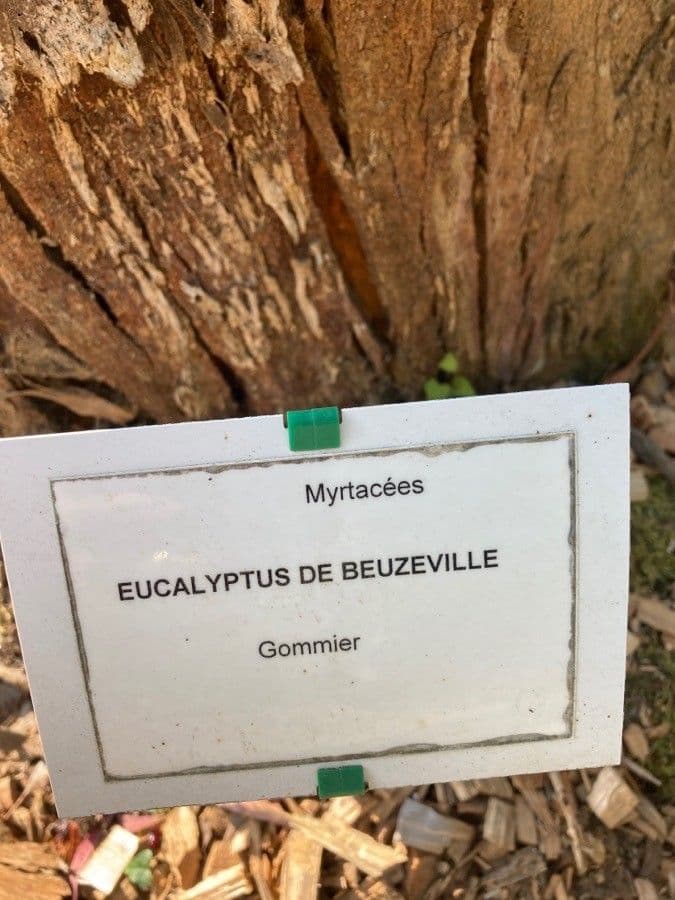 Schnee-Eukalyptus 23