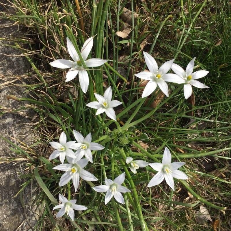 Dolden-Milchstern 12