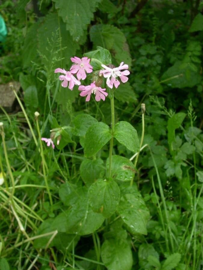 Silene dioica 13
