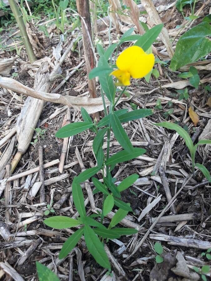 Crotalaria juncea 11