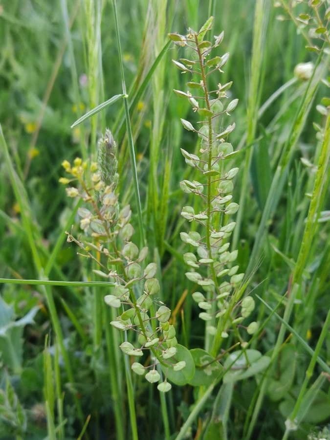 Lepidium perfoliatum 4