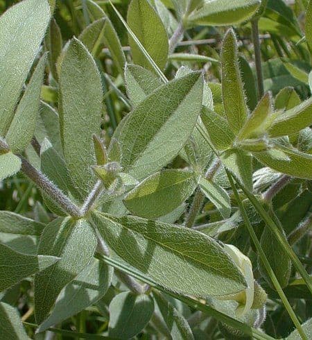 Baptisia bracteata 18