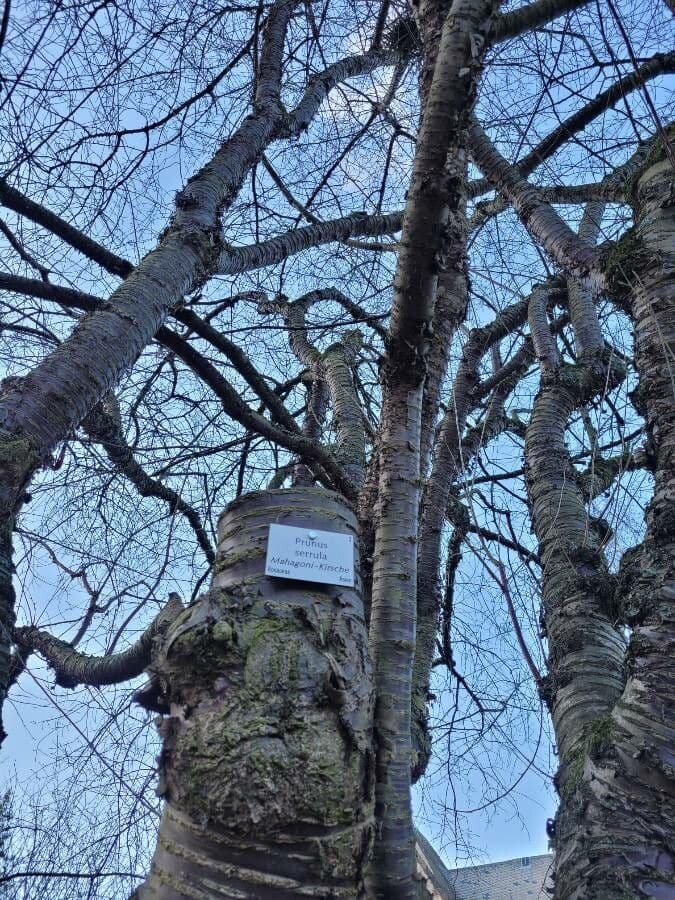 Čerešňa
buková 3
