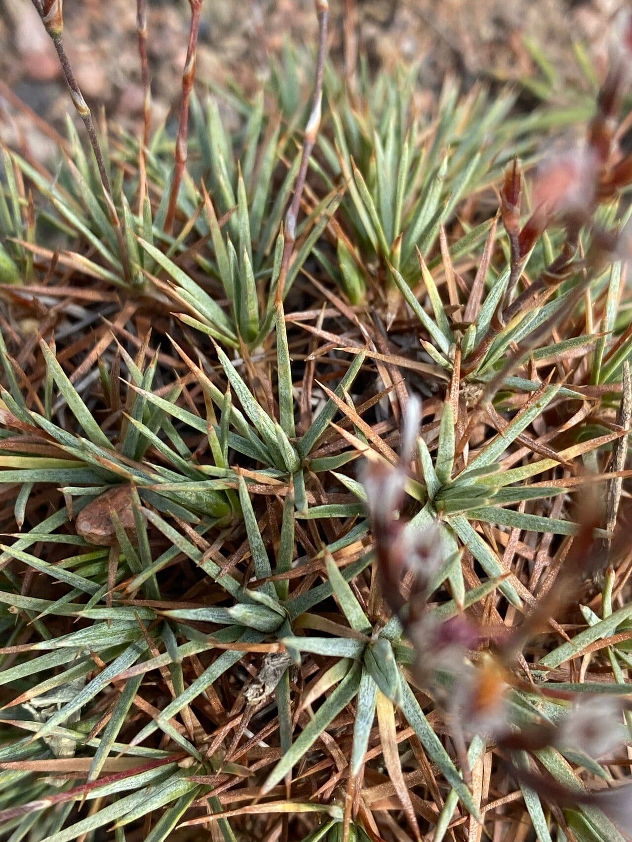 Acantholimon 9