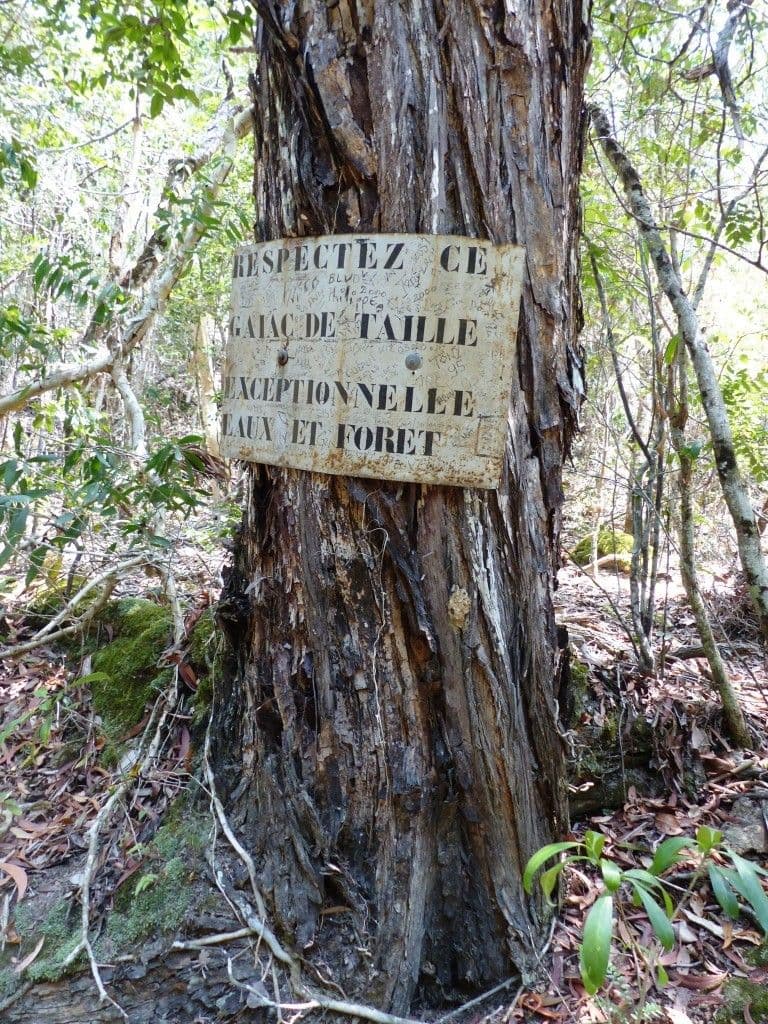 Acacia 22