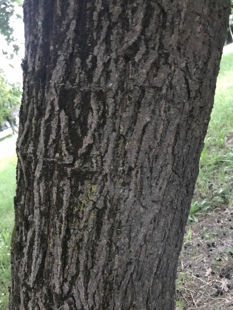 Moro nero 25