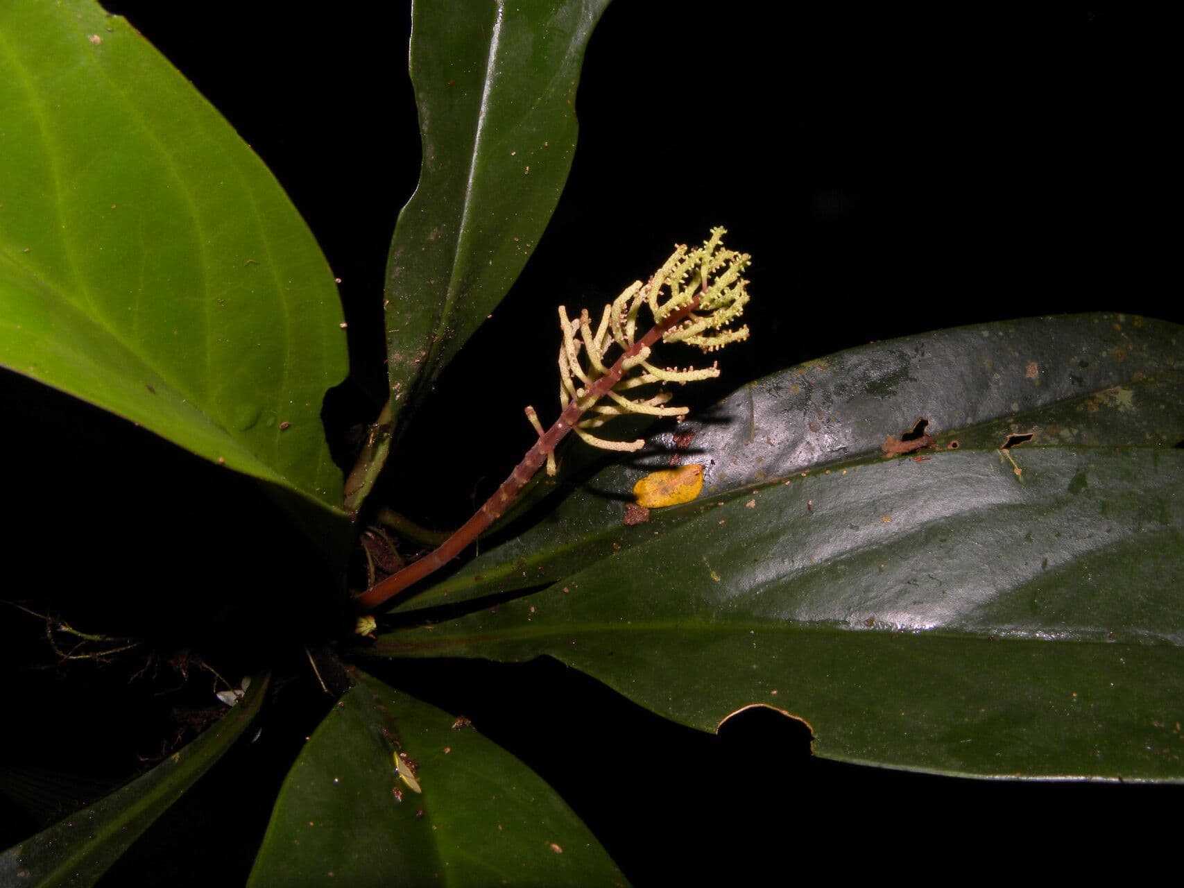 Peperomia 5