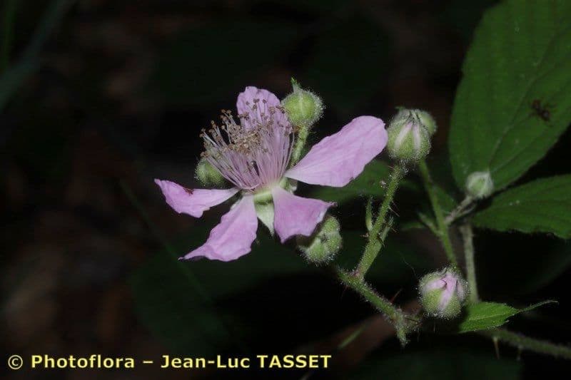 Rubus rudis 4