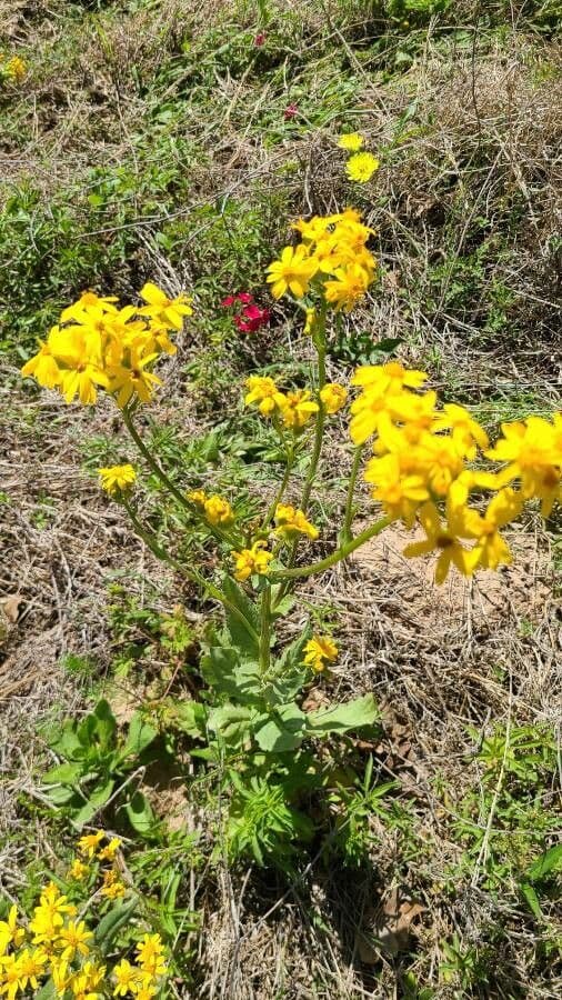 Senecio 3