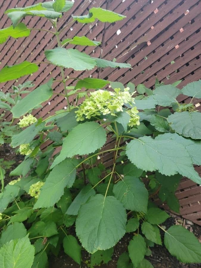 Hortenzie popelavá 13