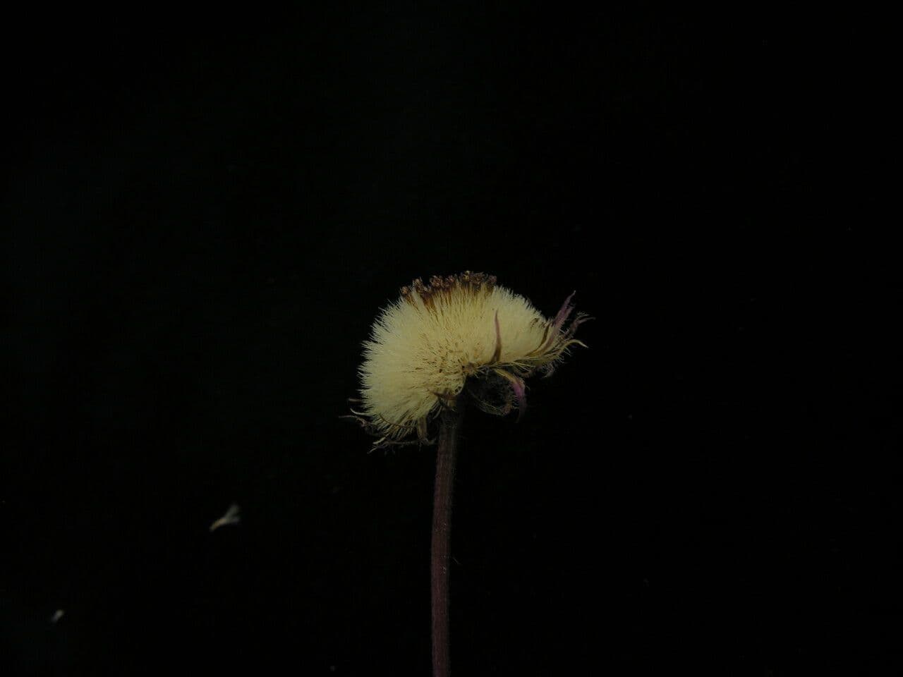 Astro 5