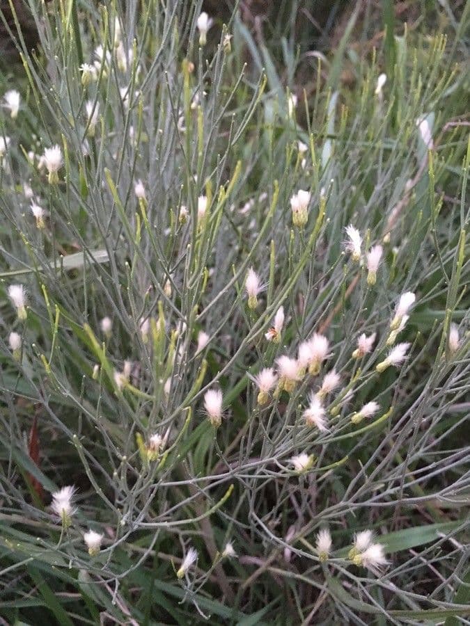 Baccharis a scopetta 2