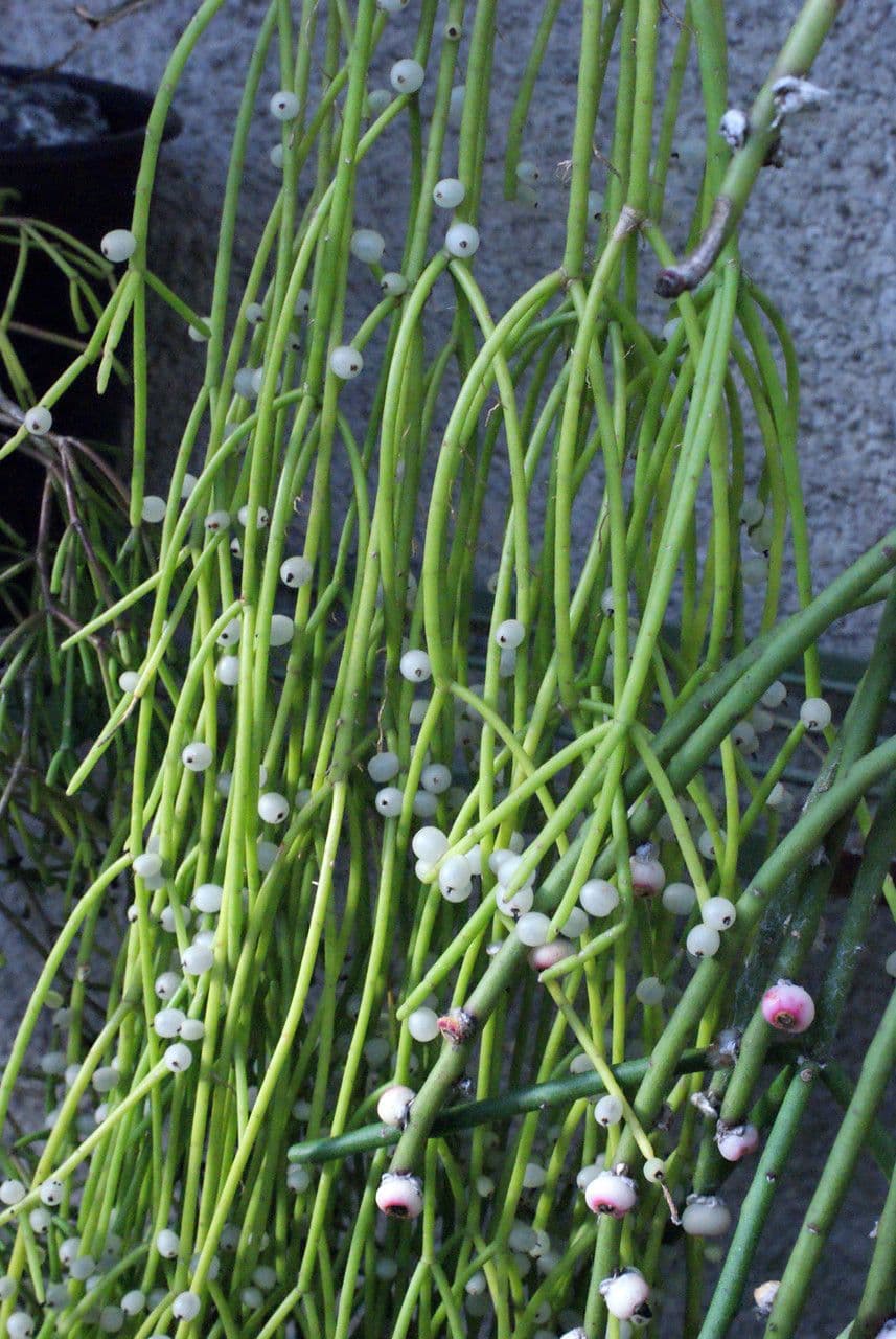 Cactus vischio 11