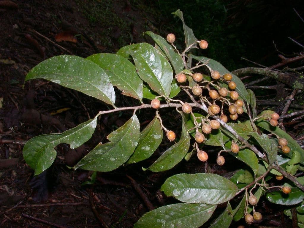 Casearia corymbosa 19