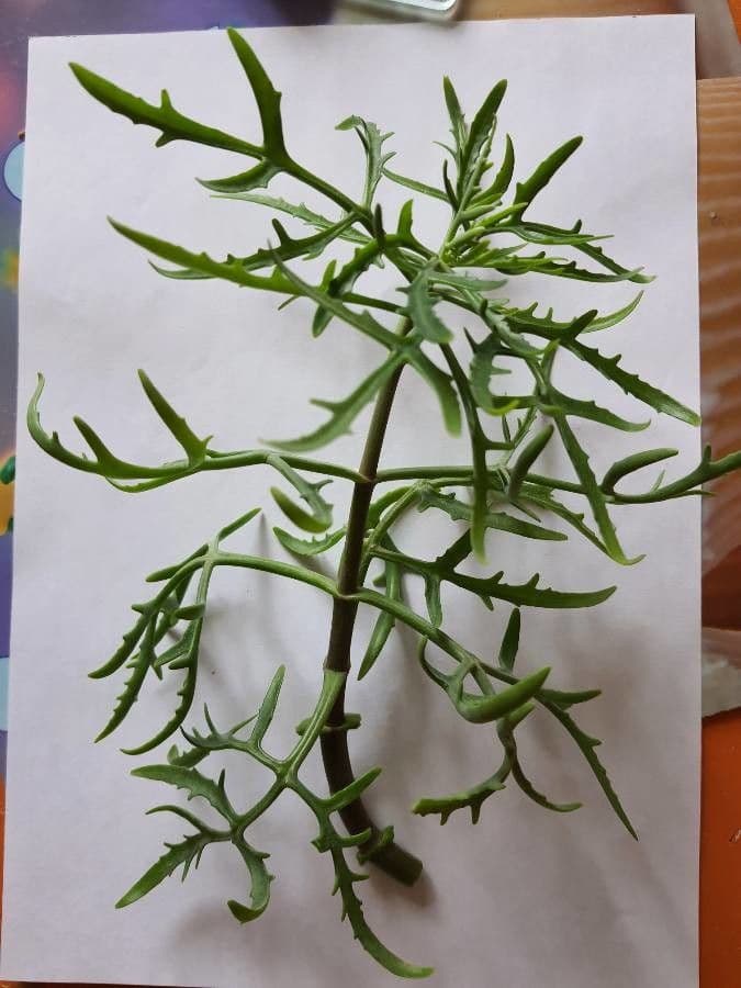 Kalanchoe 11