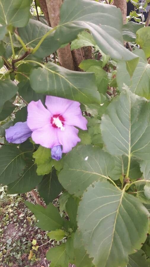 Hibiskus syryjski 6